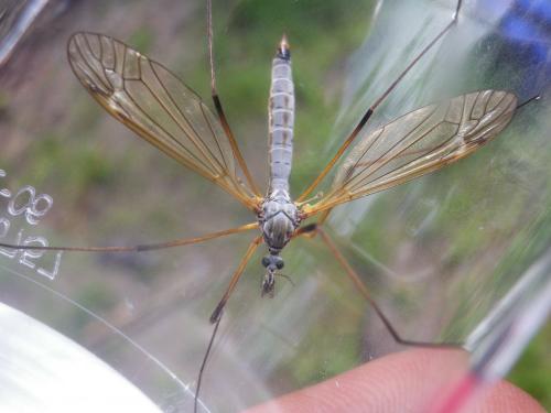 Réf. 230 940 : Tipula luna